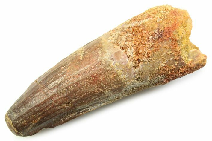 Fossil Spinosaurus Tooth - Feeding Worn Tooth #357711
